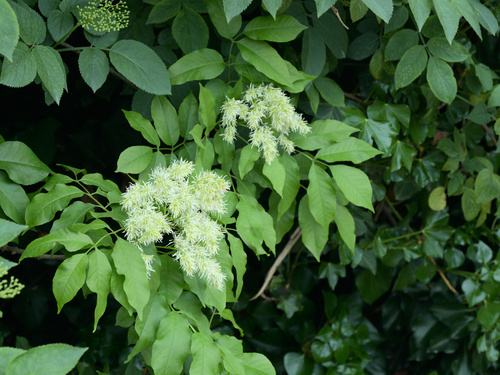 Manna ash (Fraxinus ornus)
