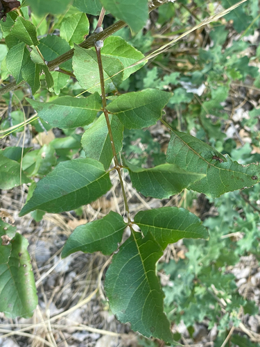 Manna ash (Fraxinus ornus)