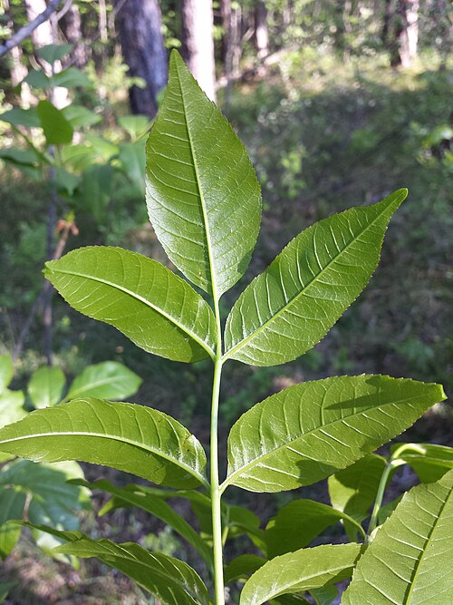 Manna ash: Leaf (bottom side) Taxonym: Fraxinus ornus (subsp. ornus) ss Fischer et al. EfÖLS 2008 ISBN 978-3-85474-187-9 Location: near Bad Vöslau, district Baden, Lower A