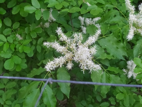 Manna ash (Fraxinus ornus)