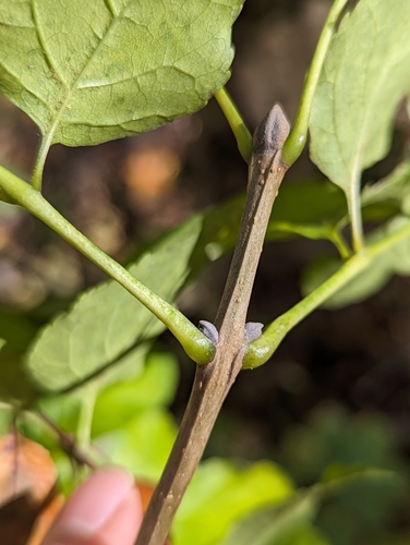 Manna ash (Fraxinus ornus)