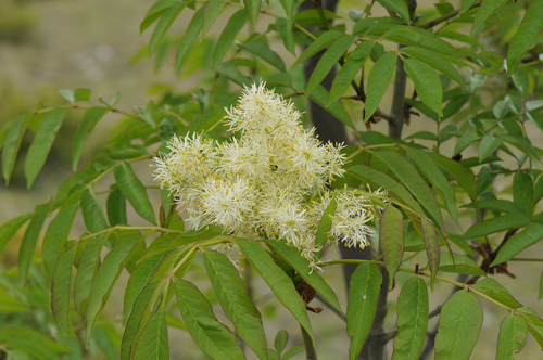 Manna ash (Fraxinus ornus)