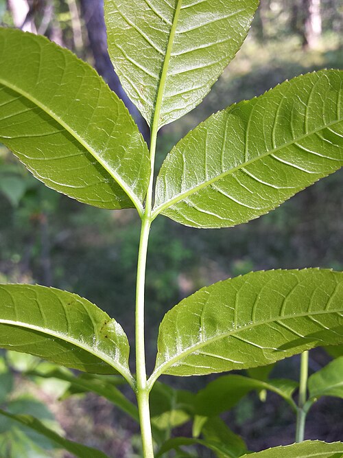 Manna ash: Leaf (bottom side) Taxonym: Fraxinus ornus (subsp. ornus) ss Fischer et al. EfÖLS 2008 ISBN 978-3-85474-187-9 Location: near Bad Vöslau, district Baden, Lower A