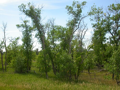 Green ash: Green ash is a species of riparian or low seep areas and often forms a tree with a single main trunk, in contrast to boxelder (Acer negundo).