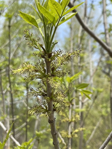 Green ash (Fraxinus pennsylvanica)