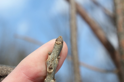 Green ash (Fraxinus pennsylvanica)