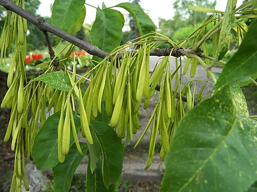 Green ash: Fraxinus pennsylvanica