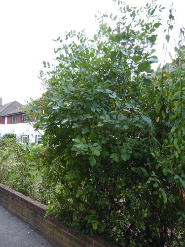 Green ash (Fraxinus pennsylvanica)