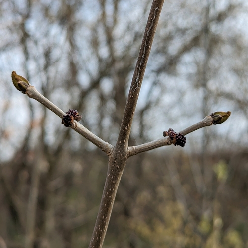 Green ash (Fraxinus pennsylvanica)