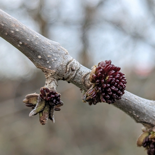 Green ash (Fraxinus pennsylvanica)