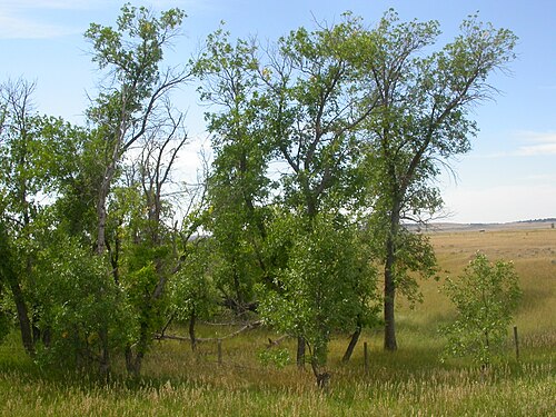 Green ash: Green ash is a species of riparian or low seep areas and often forms a tree with a single main trunk, in contrast to boxelder (Acer negundo).