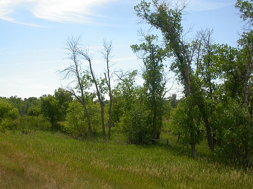 Green ash: Green ash is a species of riparian or low seep areas and often forms a tree with a single main trunk, in contrast to boxelder (Acer negundo).