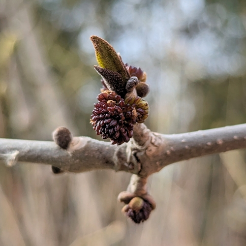 Green ash (Fraxinus pennsylvanica)