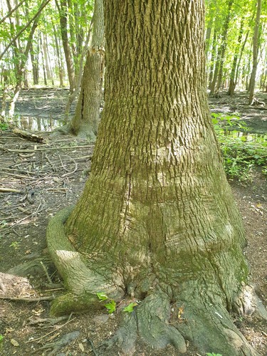 Green ash (Fraxinus pennsylvanica)