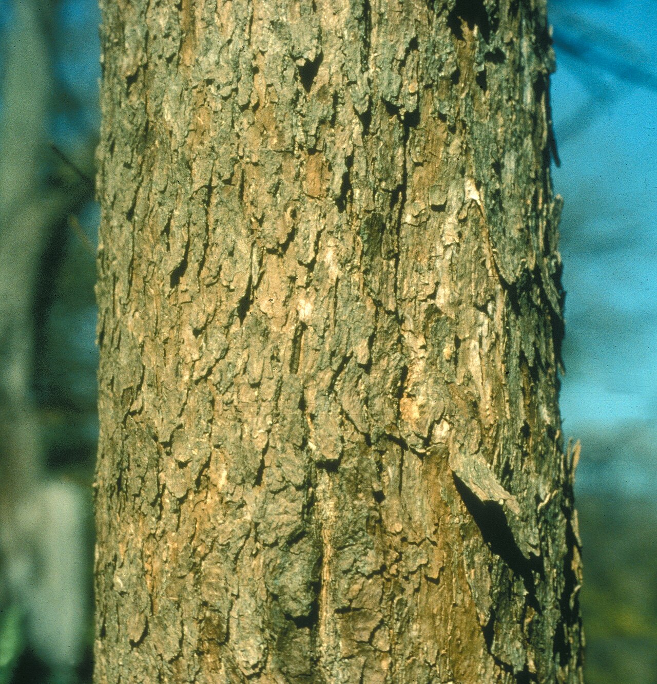 Blue ash: Fraxinus quadrangulata bark