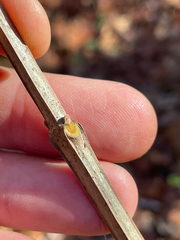 Blue ash (Fraxinus quadrangulata)