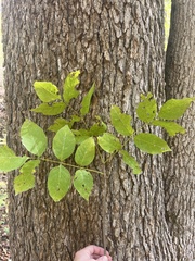 Blue ash (Fraxinus quadrangulata)