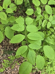 Blue ash (Fraxinus quadrangulata)