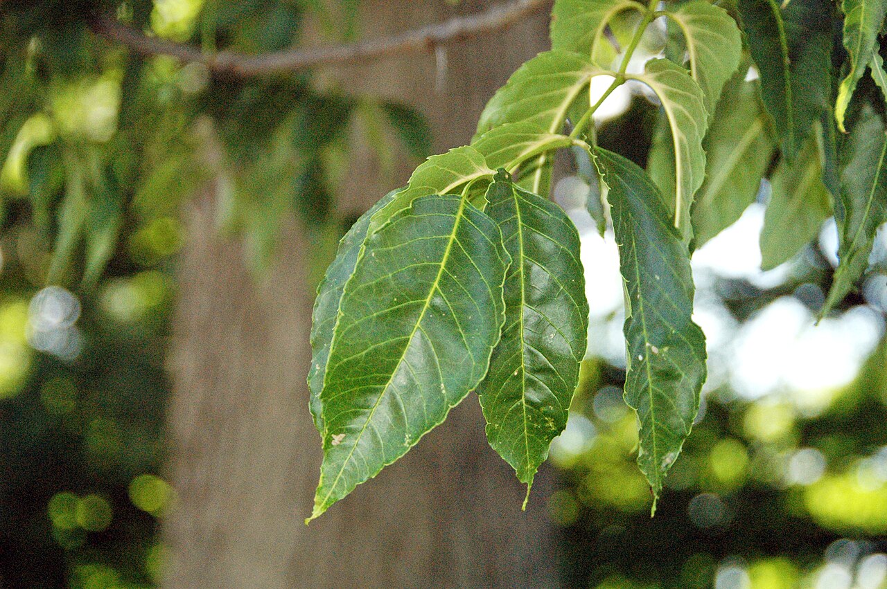 Blue ash: Fraxinus quadrangulata Michaux, 1803 - blue ash tree (Dawes Arboretum, Licking County, Ohio, USA) Blue ash trees are native to parts of midwestern America, in t