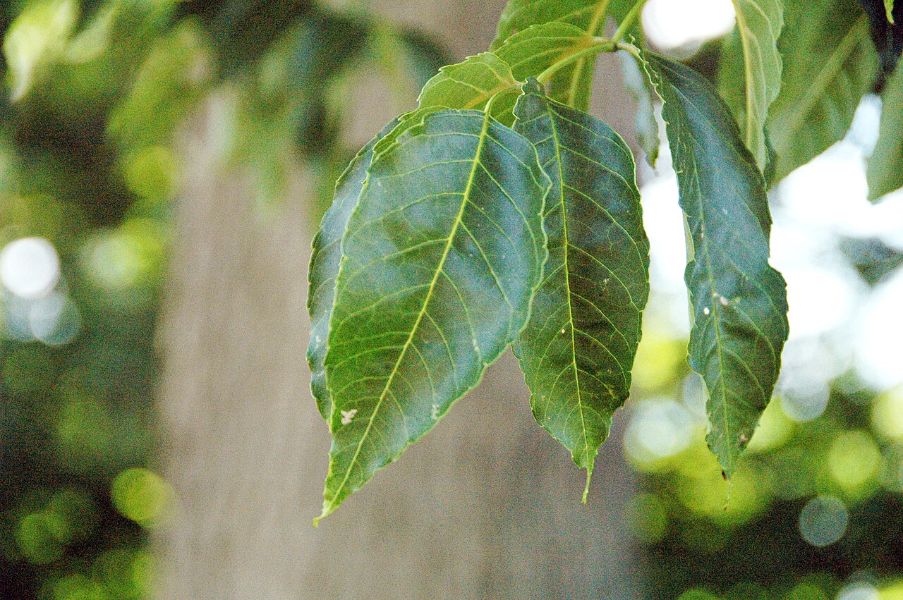 Blue ash: Fraxinus quadrangulata Michaux, 1803 - blue ash tree (Dawes Arboretum, Licking County, Ohio, USA) Blue ash trees are native to parts of midwestern America, in t