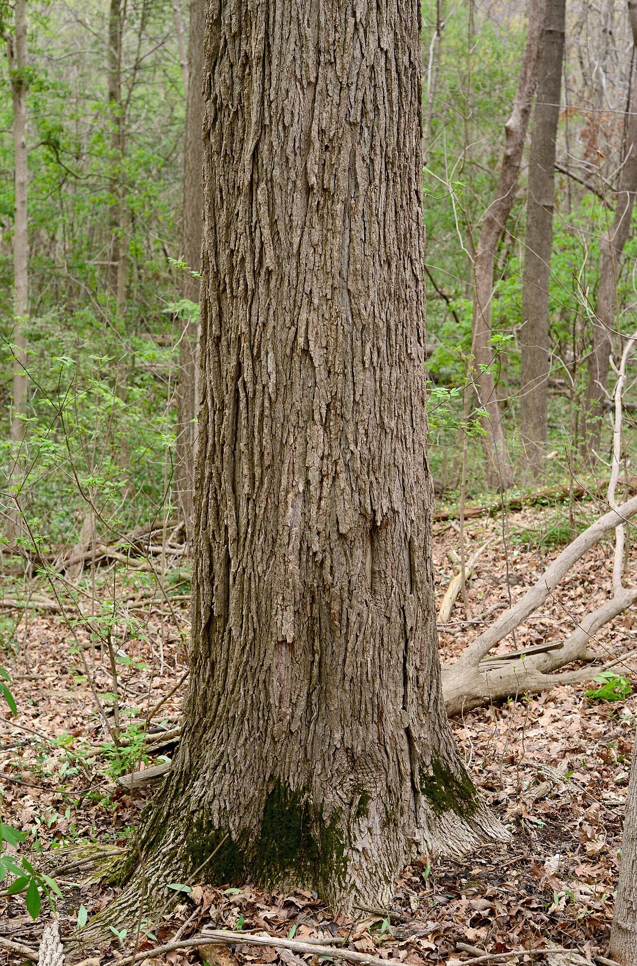 Blue ash: Trunk of a large blue ash (Fraxinus quadrangulata). Specimen was located in mature hardwood deciduous forest in NE Indiana. One of several blue ash trees in the