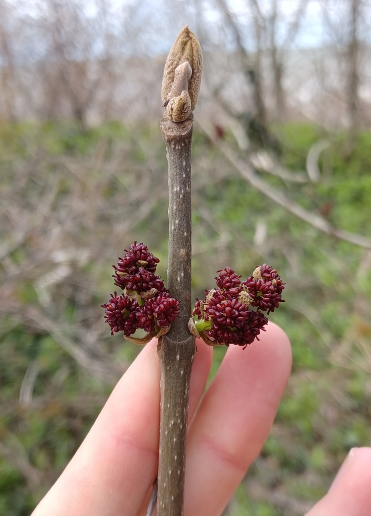Blue ash (Fraxinus quadrangulata)