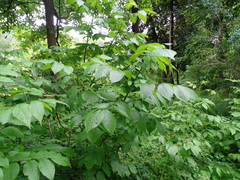 Blue ash (Fraxinus quadrangulata)
