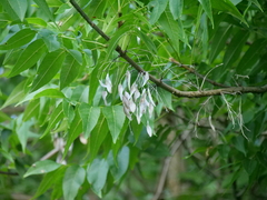 Blue ash (Fraxinus quadrangulata)