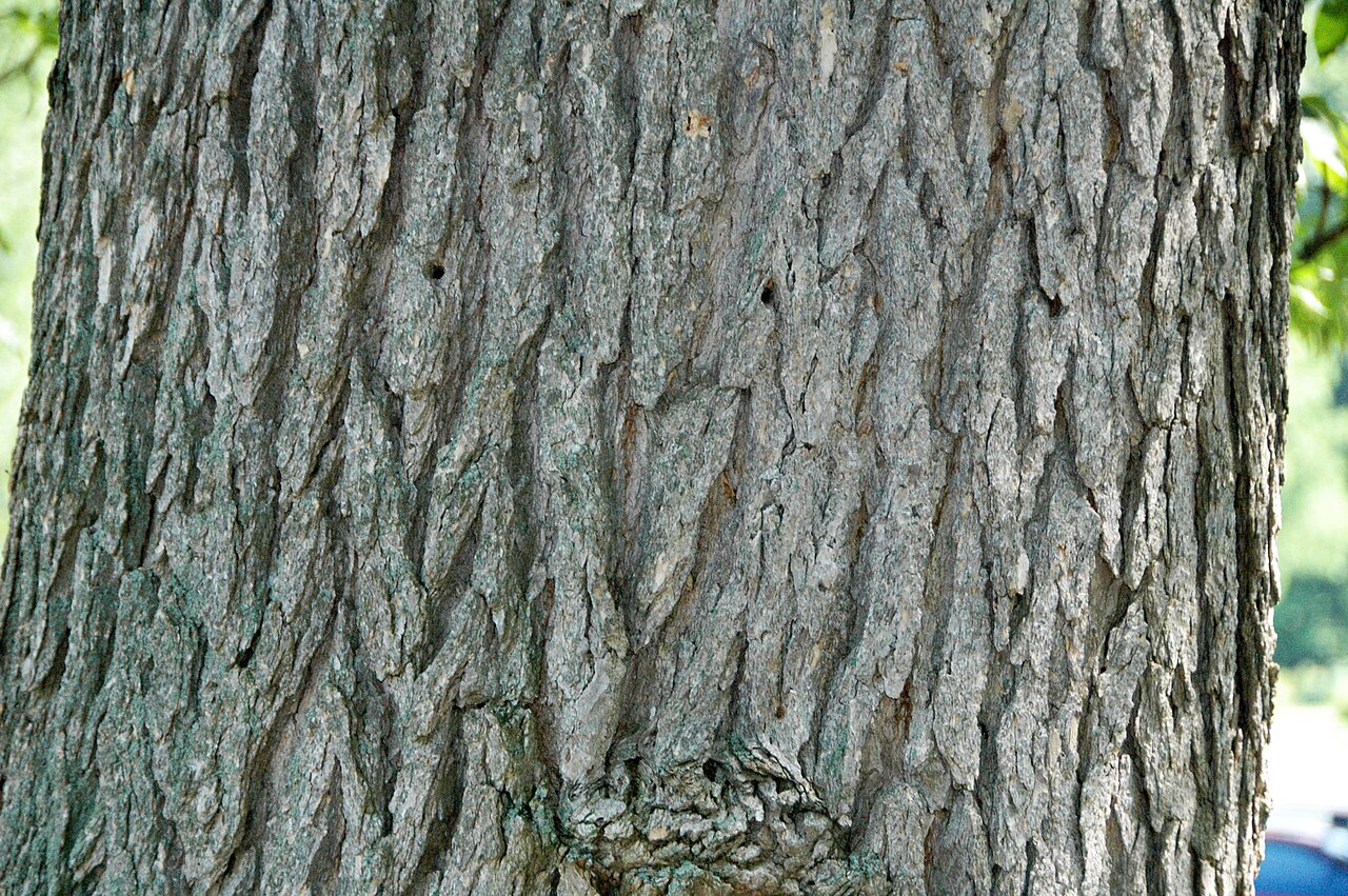 Blue ash: Fraxinus quadrangulata Michaux, 1803 - blue ash tree (Dawes Arboretum, Licking County, Ohio, USA) Blue ash trees are native to parts of midwestern America, in t