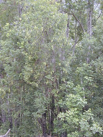 Shamel ash: Fraxinus uhdei (fruiting habit). Location: Maui, Makawao Forest Reserve