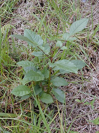 Shamel ash: Fraxinus uhdei (seedling). Location: Maui, Makawao Forest Reserve