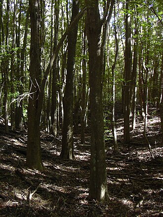 Shamel ash: Fraxinus uhdei (habit). Location: Maui, Makawao Forest Reserve