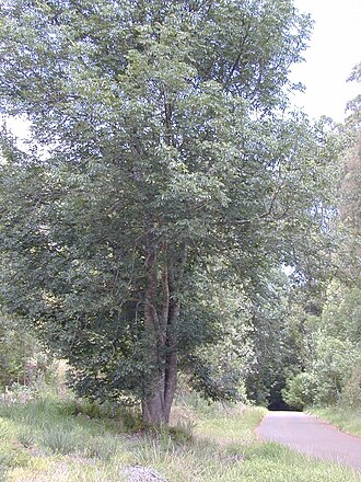 Shamel ash: Fraxinus uhdei (habit). Location: Maui, Makawao Forest Reserve