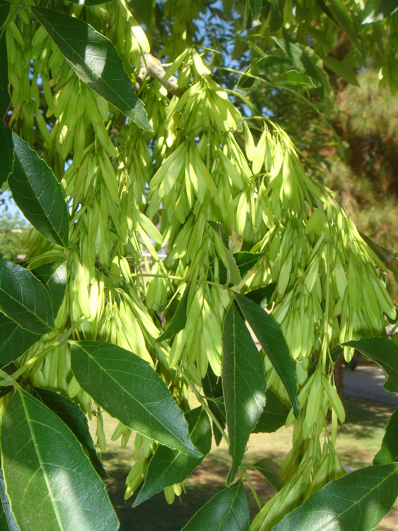 Velvet ash: Fraxinus velutina , cultivated, Arizona State University, Tempe, Arizona