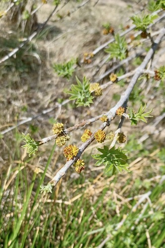 Velvet ash (Fraxinus velutina)