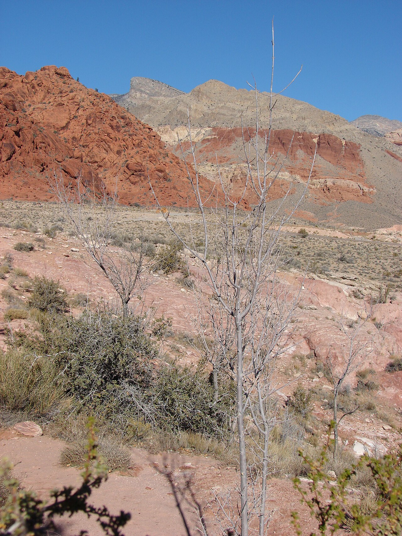 Velvet ash: Fraxinus velutina (habit). Location: Nevada, Calico Basin