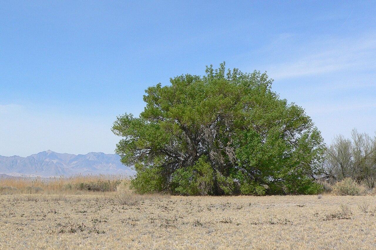 Velvet ash: Fraxinus velutina at seep near Devils Hole Road south of Devils Hole, Ash Meadows , southern Nevada