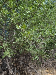 Velvet ash (Fraxinus velutina)