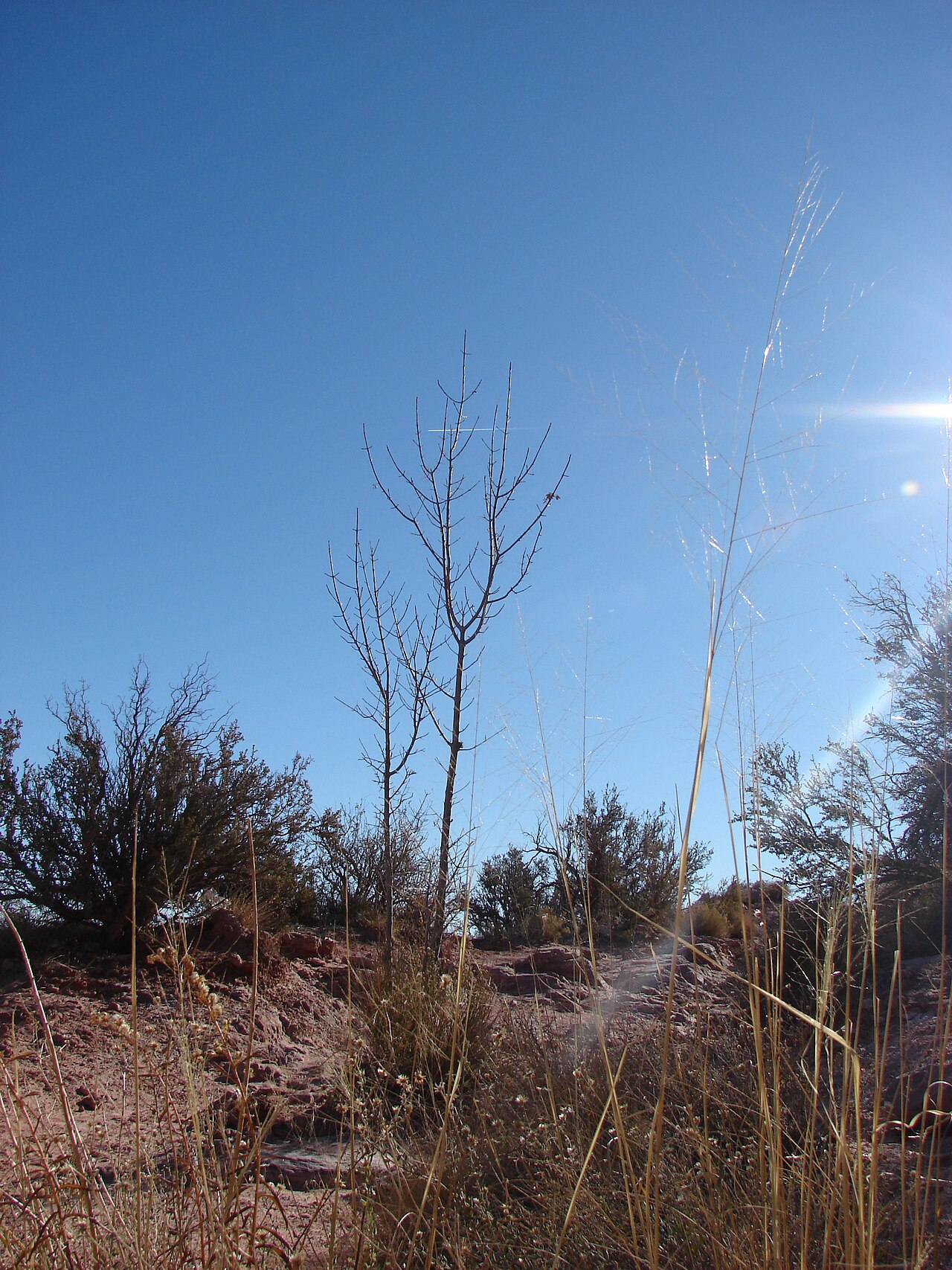 Velvet ash: Fraxinus velutina (habit). Location: Nevada, Calico Basin