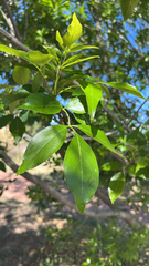 Velvet ash (Fraxinus velutina)