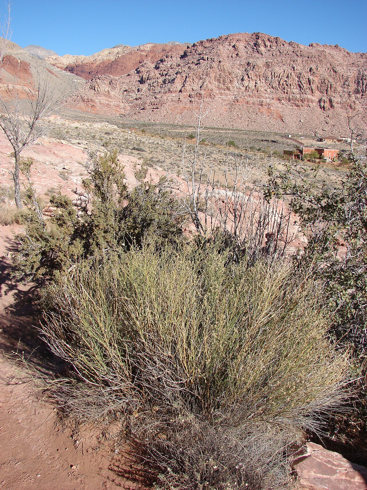 Velvet ash: Fraxinus velutina (habit with unknown asteraceae). Location: Nevada, Calico Basin