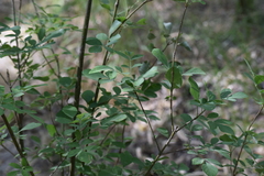 Velvet ash (Fraxinus velutina)