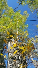 Velvet ash (Fraxinus velutina)