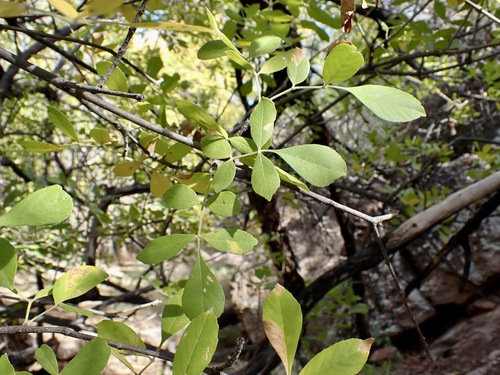 Velvet ash (Fraxinus velutina)