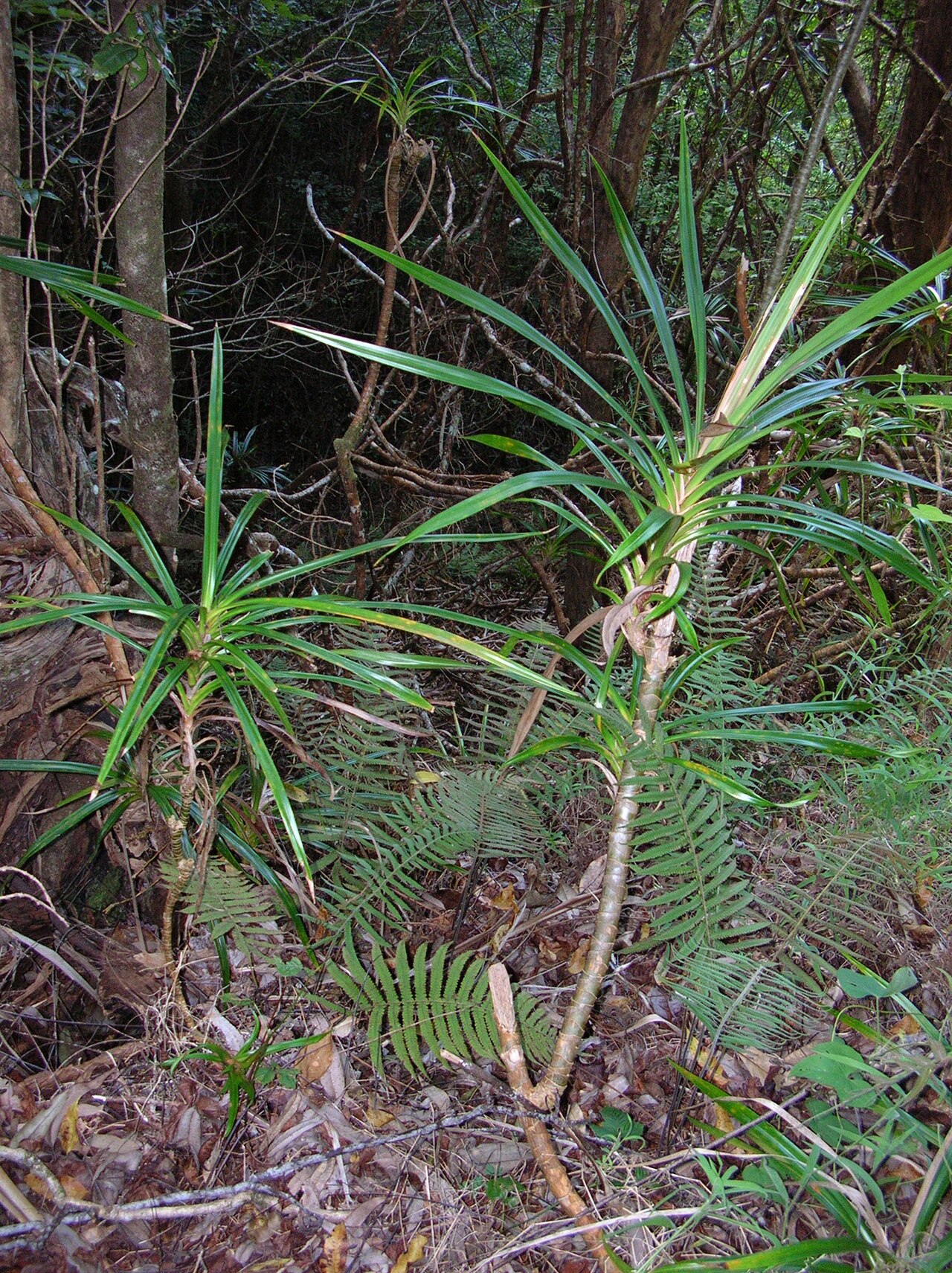 'ie'ie: Freycinetia arborea (habit). Location: Maui, Makawao Forest Reserve