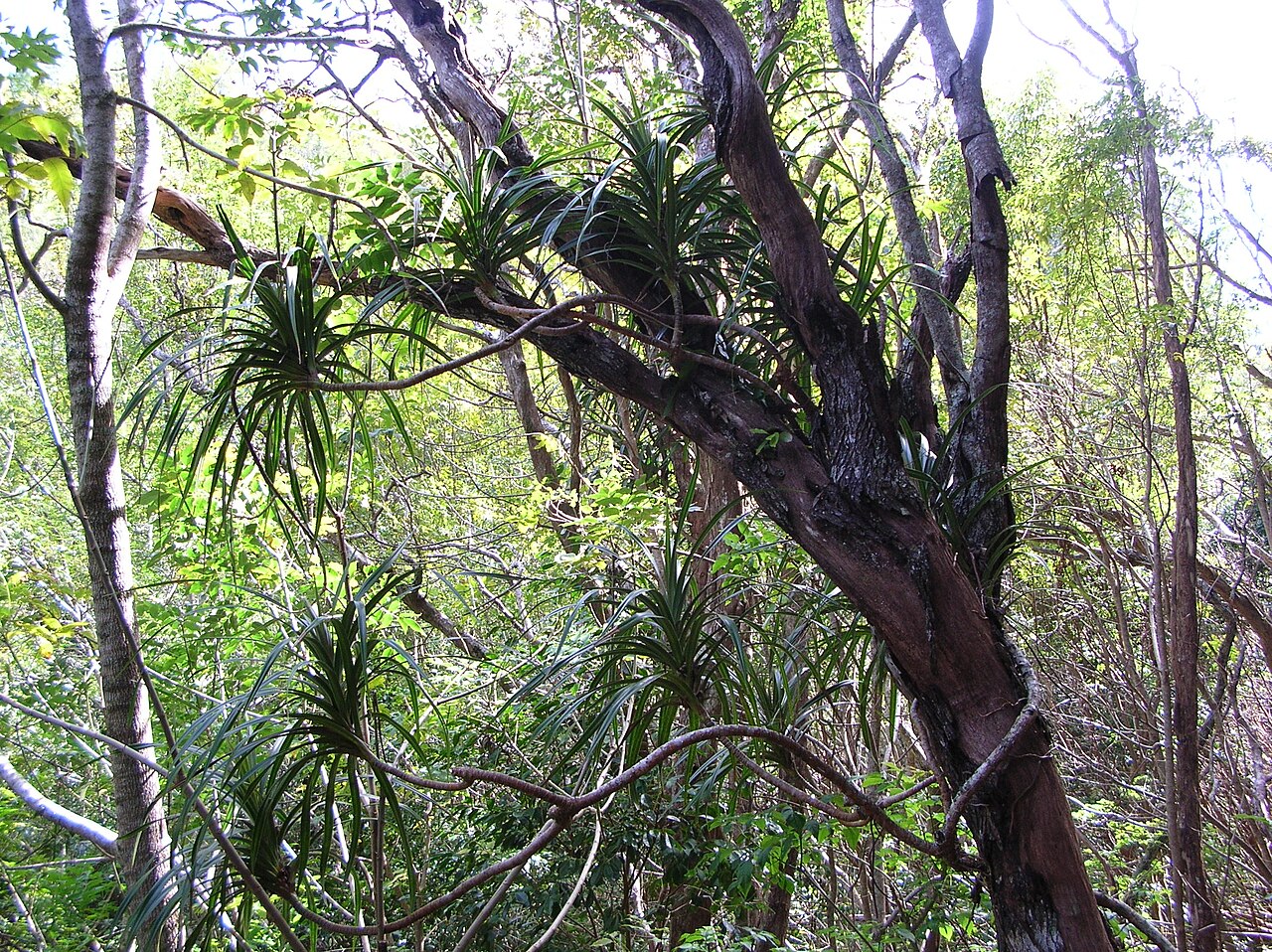 'ie'ie: Freycinetia arborea (habit). Location: Maui, Makawao Forest Reserve