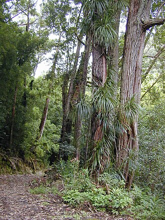 'ie'ie: Freycinetia arborea (climbing on Eucalyptus). Location: Maui, Wahinepee