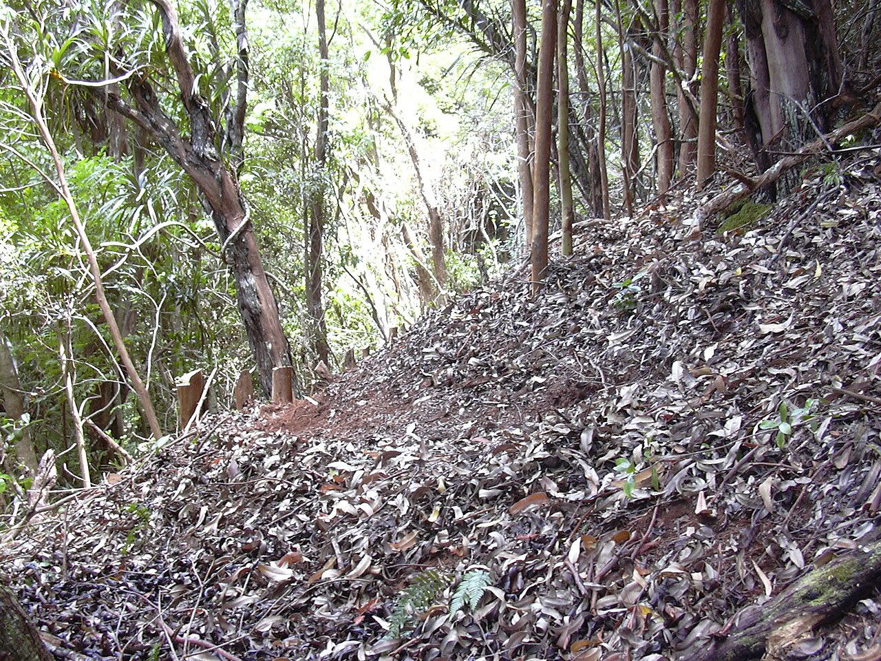 'ie'ie: Freycinetia arborea (building trail Na ala hele). Location: Maui, Makawao Forest Reserve
