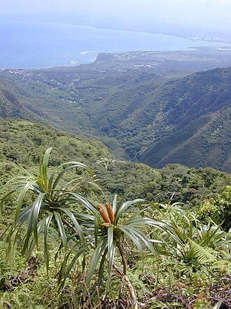 'ie'ie: Freycinetia arborea (habit with flower and view below, coast and Kahului in the distance). Location: Maui, Waihee Ridge Trail