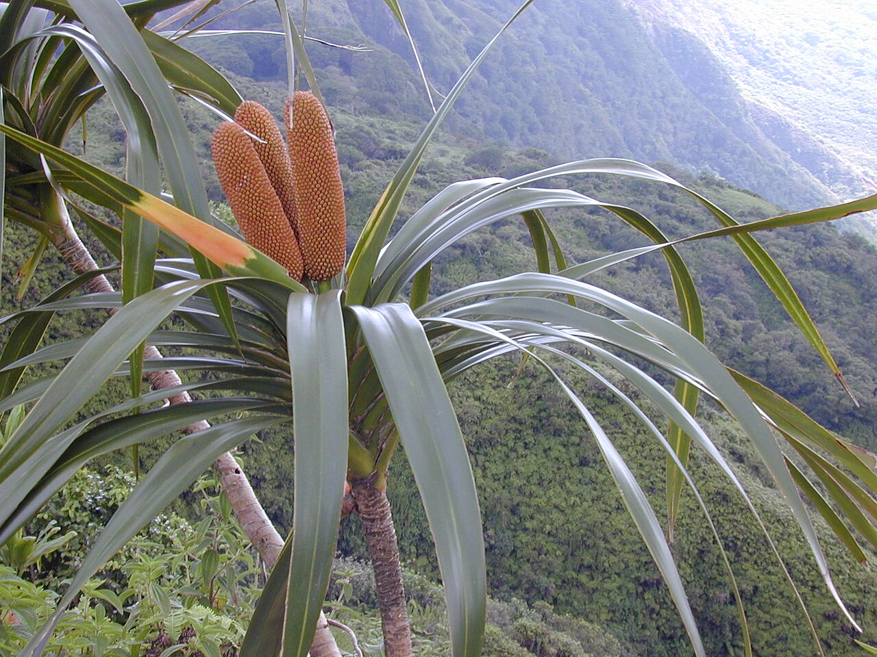 'ie'ie: Freycinetia arborea (fruits). Location: Maui, Waihee Ridge Trail
